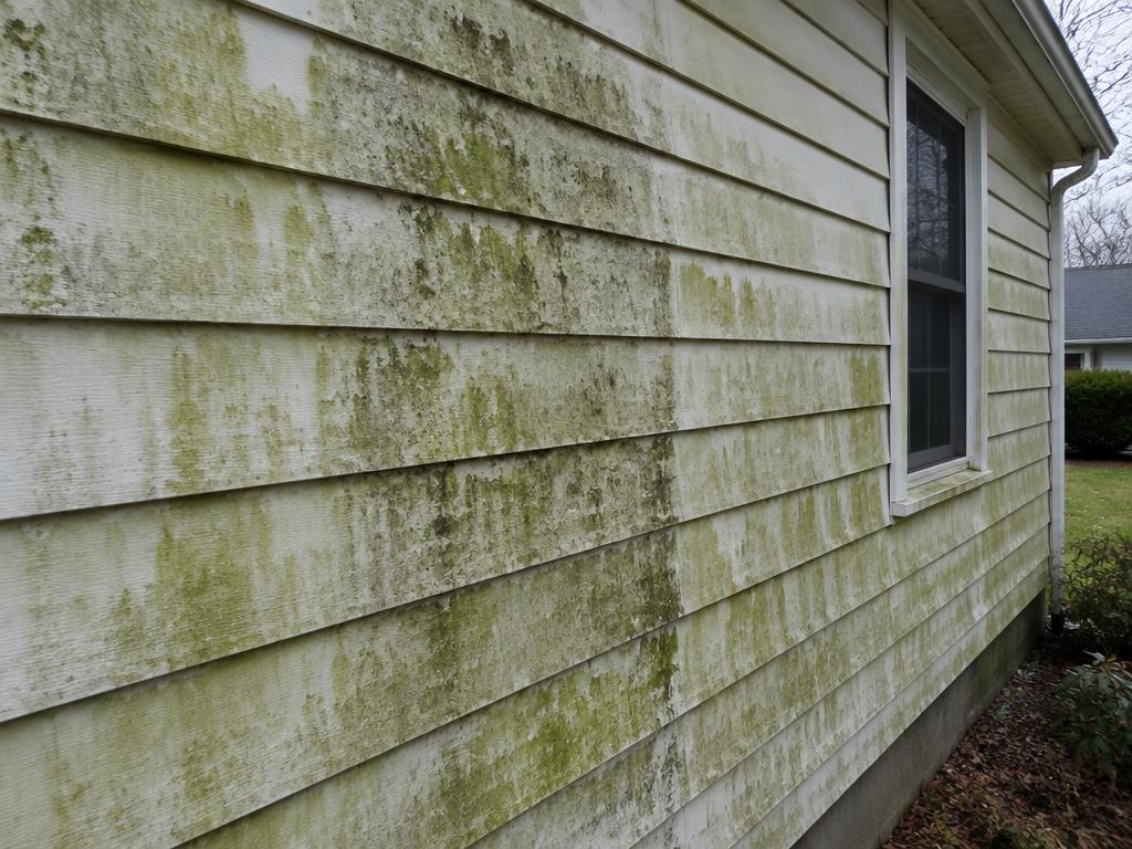 House siding covered in green algae and mildew before washing